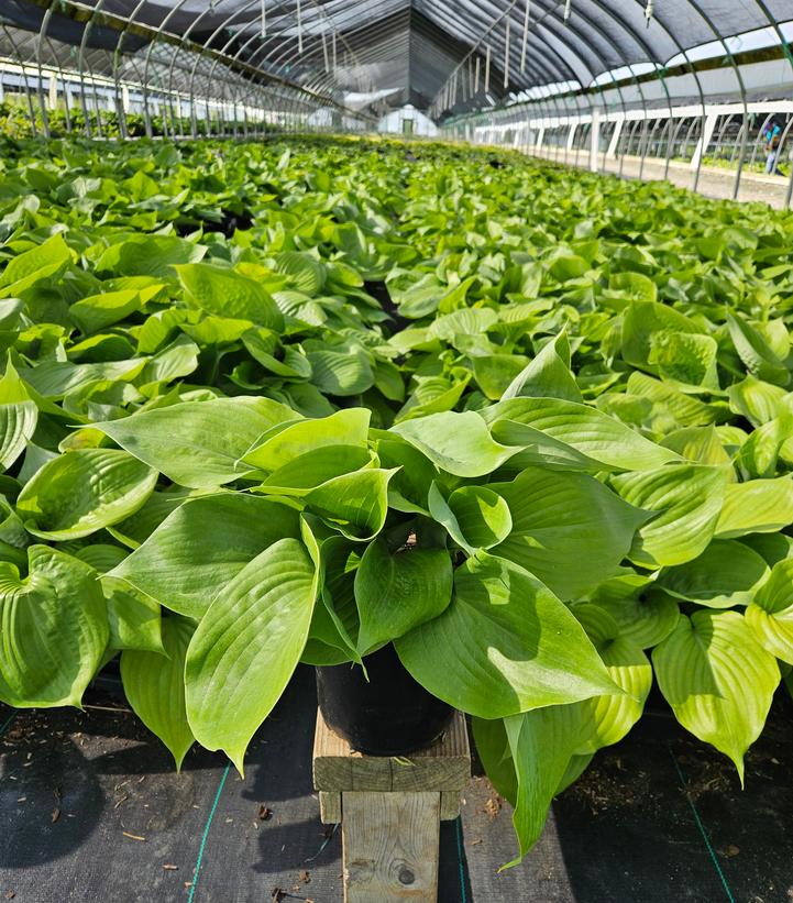 Hosta 'Sum & Substance'