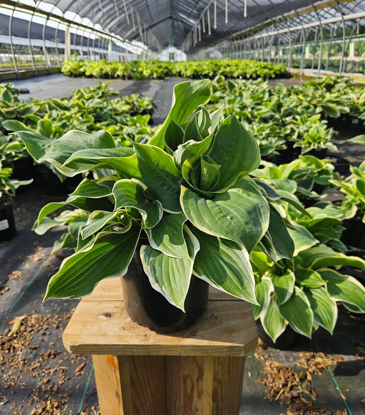 Hosta 'Tambourine'
