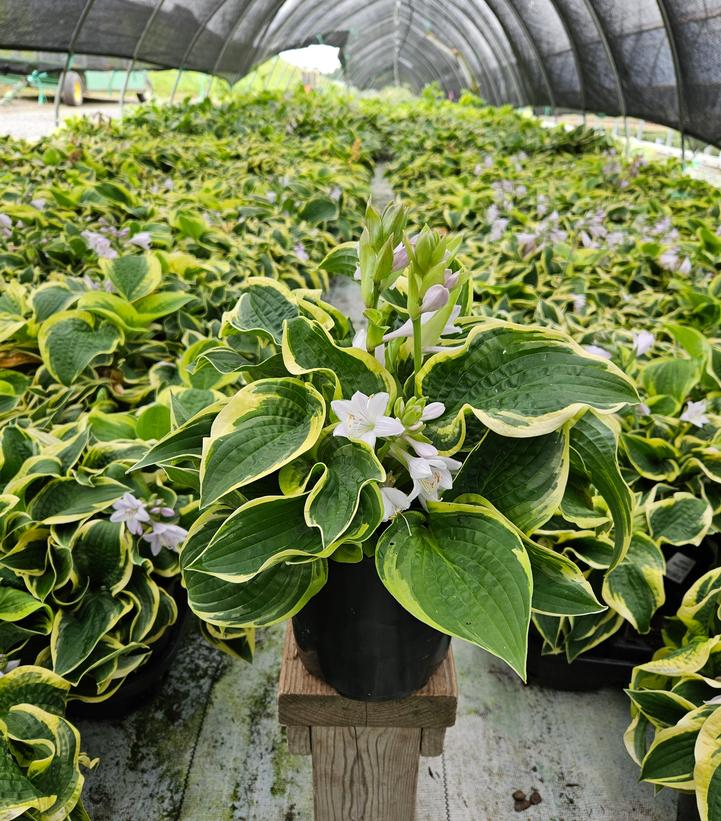Hosta 'Wide Brim'