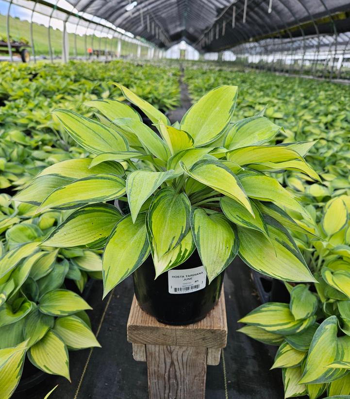 Hosta tardiana 'June'
