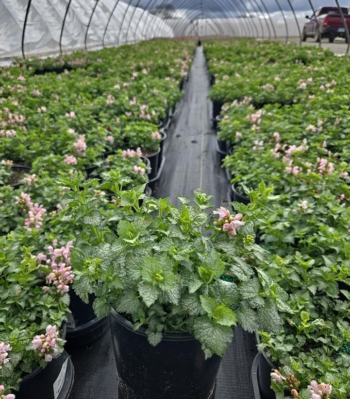 Lamium maculatum Pink Pewter