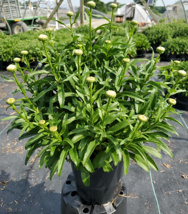 Leucanthemum superbum 'Snowcap'