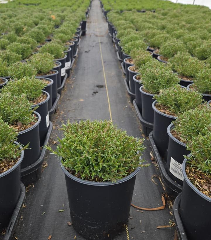 Phlox subulata 'Candy Stripe'
