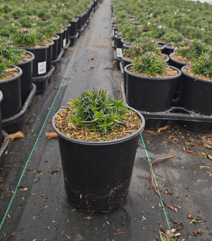 Phlox subulata 'Emerald Blue'