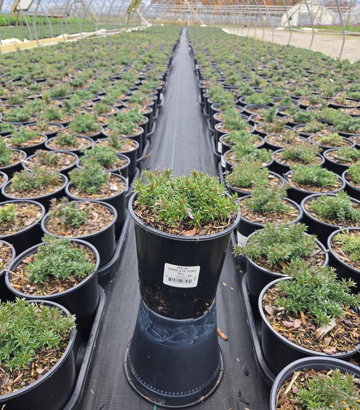 Phlox subulata 'Fort Hill'