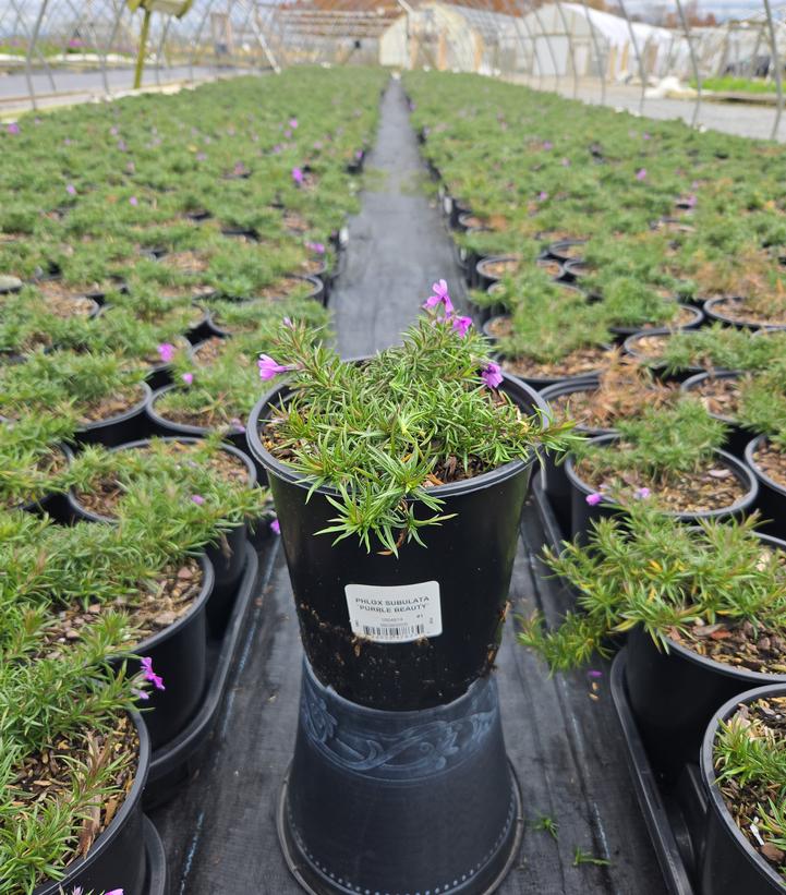 Phlox subulata Purple Beauty