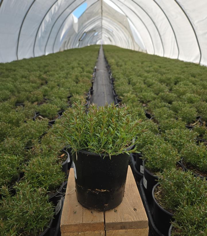 Phlox subulata Scarlet Flame