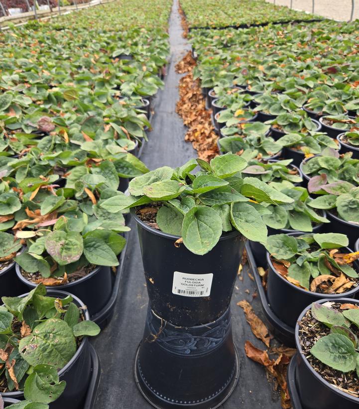 Rudbeckia fulgida var. sullivantii 'Goldsturm'