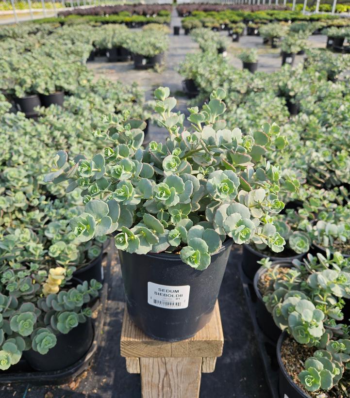 Sedum sieboldii 