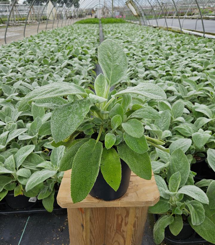 Stachys byzantina Helen Von Stein