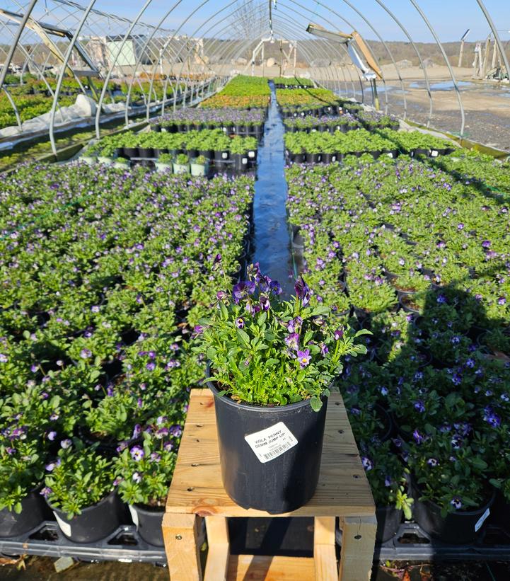 Viola cornuta Penny™ 'Denim Jump Up'