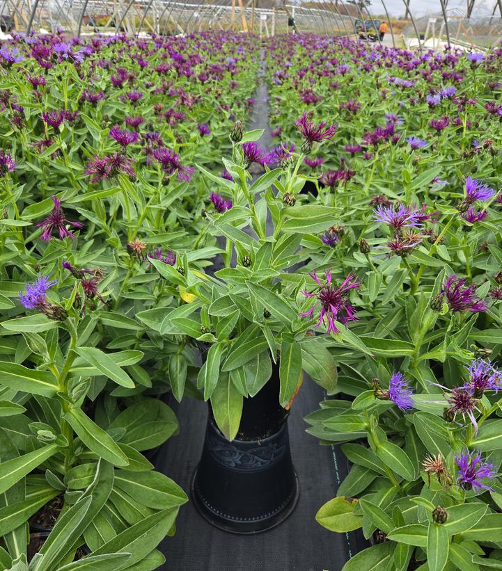 Centaurea 'Amethyst Dream'