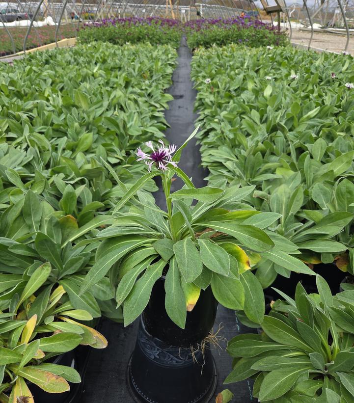 Centaurea Amethyst In Snow