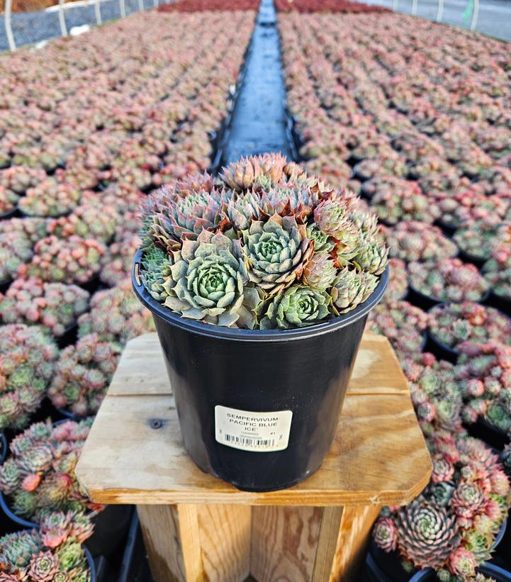 Sempervivum 'Pacific Blue Ice'