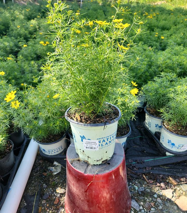 Coreopsis verticillata 