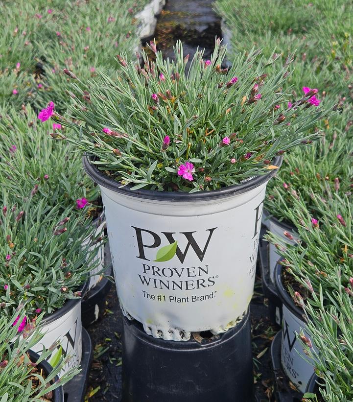 Dianthus x 'Paint the Town Fuchsia'