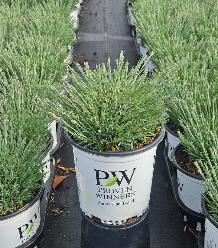 Dianthus x 'Paint the Town Magenta'