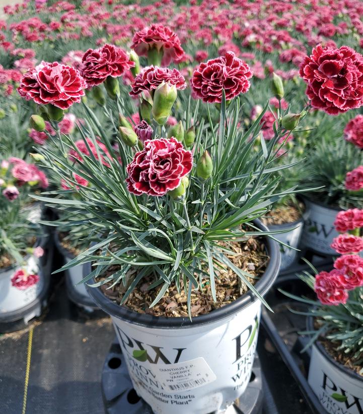 Dianthus x Fruit Punch® Cherry Vanilla