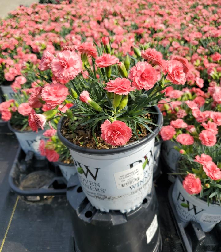 Dianthus x Fruit Punch® Fruit Punch® Classic Coral