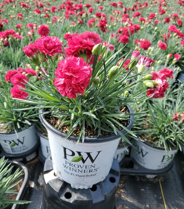 Dianthus x Fruit Punch® Fruit Punch® Cranberry Cocktail