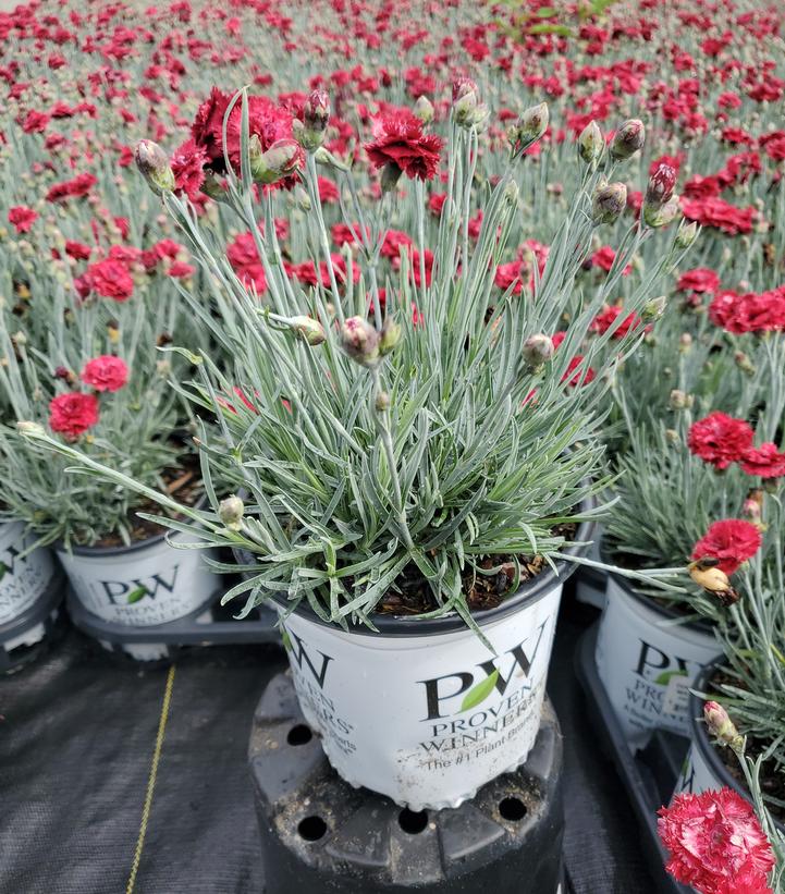 Dianthus x Fruit Punch® Maraschino