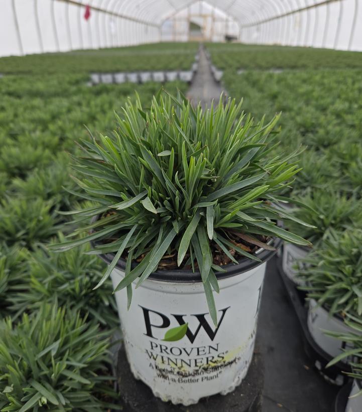 Dianthus x Fruit Punch® Raspberry Ruffles