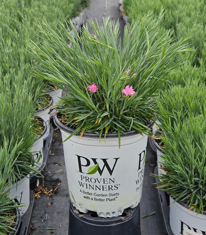 Dianthus x Fruit Punch® Sweetie Pie