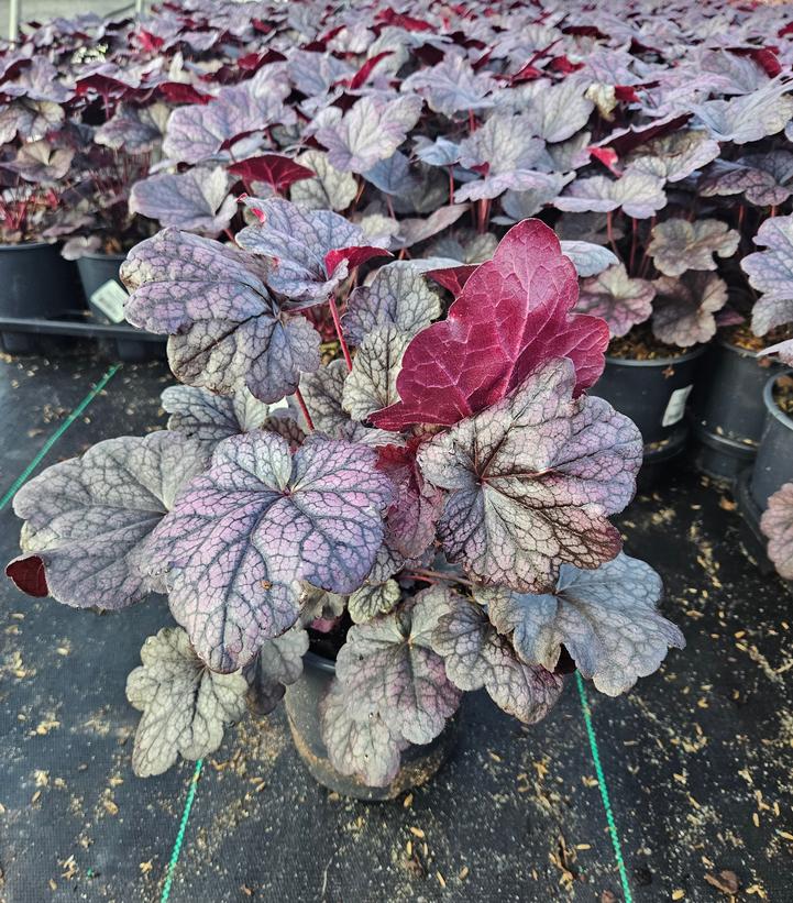 Heuchera Grape Expectations