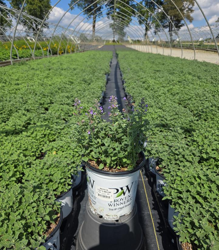 Nepeta faassenii 'Cat's Meow'