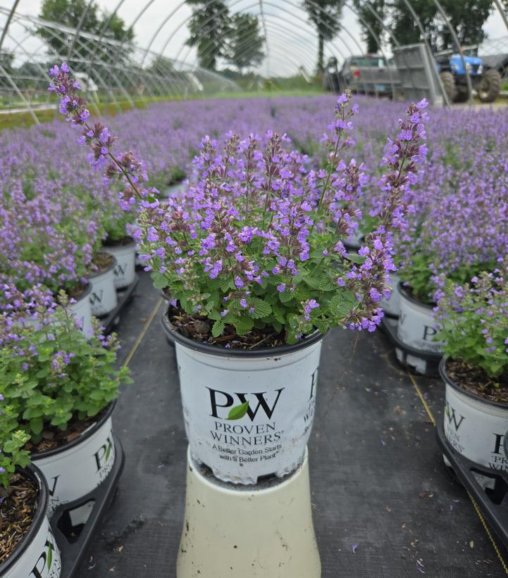Nepeta x 'Cat's Pajamas'