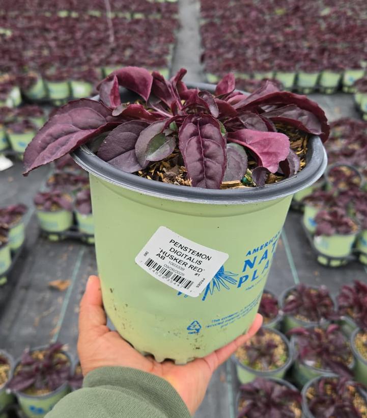 Penstemon digitalis Husker Red