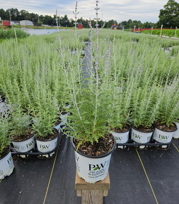 Perovskia atriplicifolia Denim 'n Lace