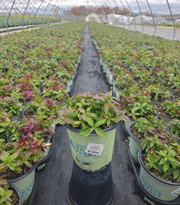 Phlox divaricata 'Blue Moon'