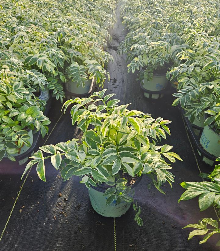 Polemonium reptans 'Stairway to Heaven'