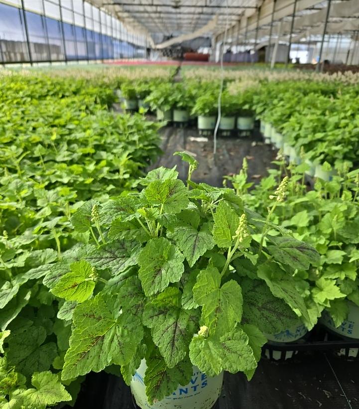 Tiarella cordifolia 'Running Tapestry'