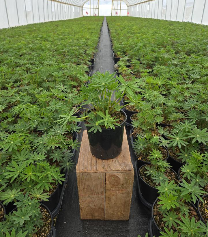 Lupinus Russell Hybrids Mix