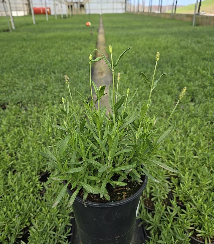 Lavandula angustifolia 'Hidcote'