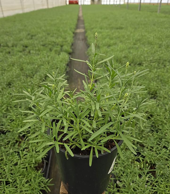 Lavandula angustifolia 'Munstead Strain'