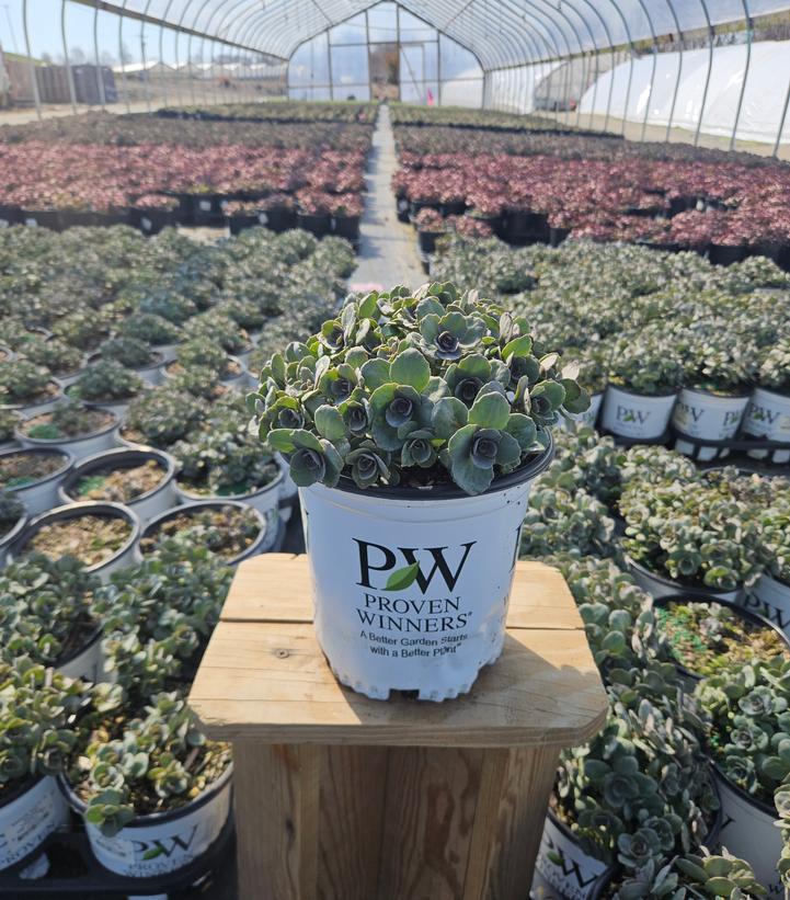 Sedum x Rock 'N Grow® Rock 'N Grow® 'Popstar'