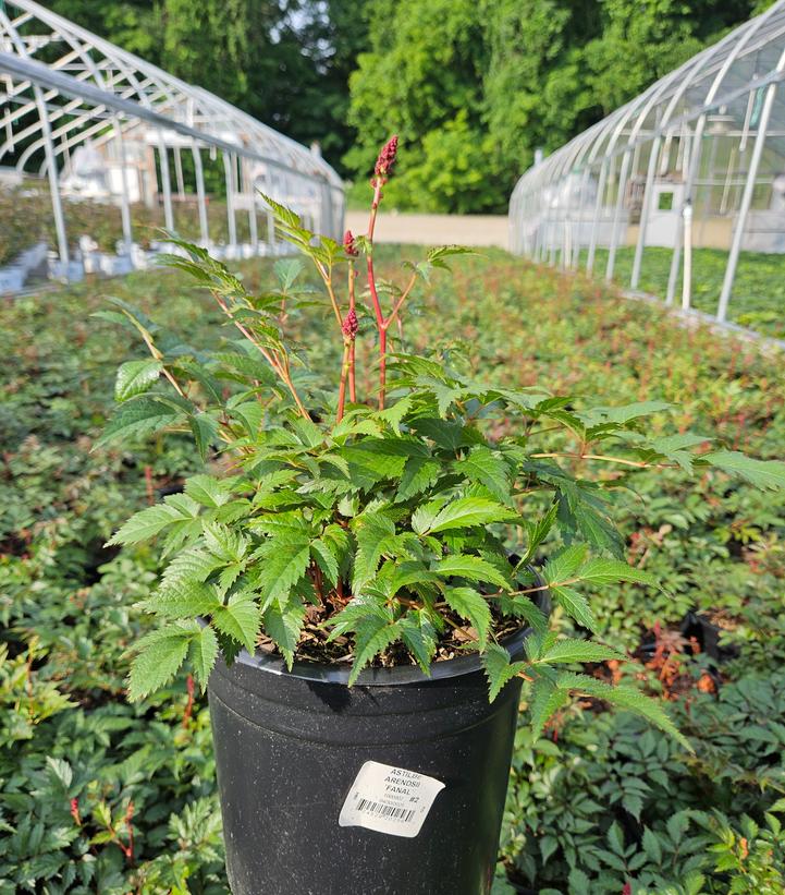 Astilbe arendsii 'Fanal'