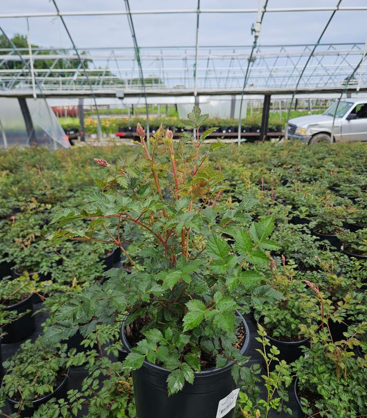 Astilbe chinensis 'Purple Candles'