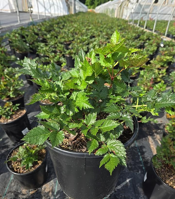 Astilbe chinensis 'Visions in Red'