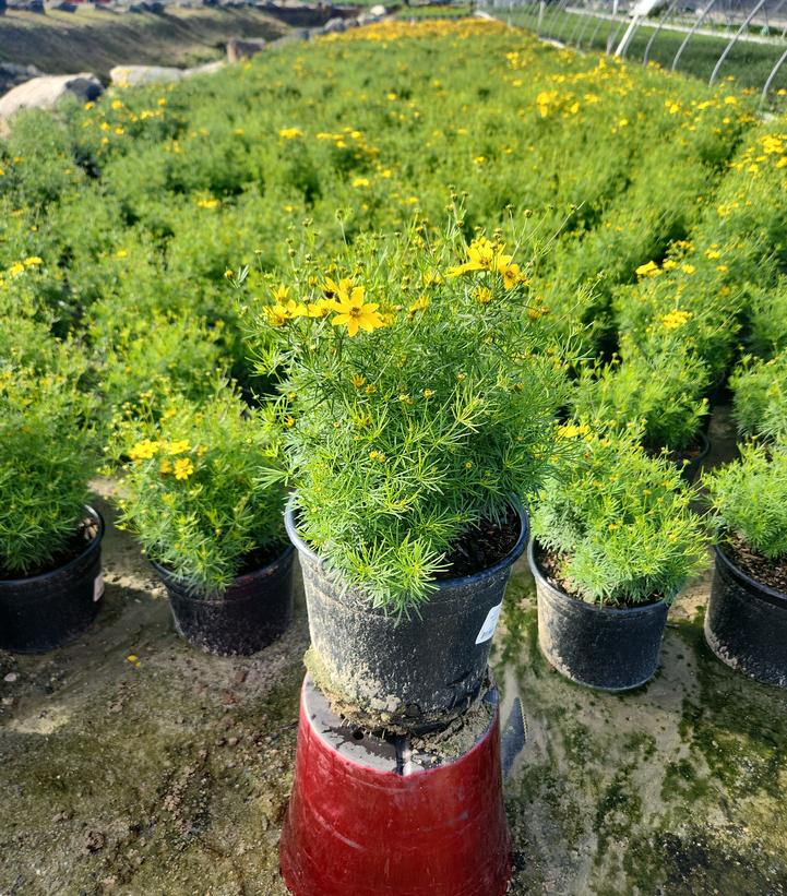 Coreopsis verticillata 'Zagreb'