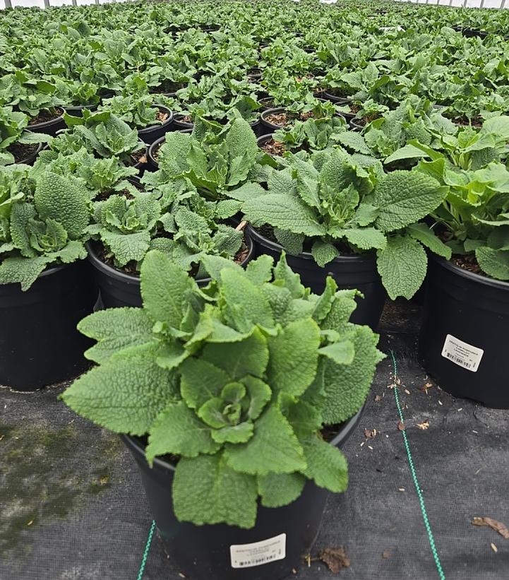 Digitalis purpurea 'Camelot Lavender'