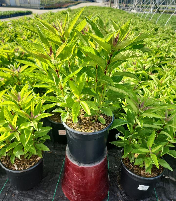 Eupatorium dubium 'Baby Joe'
