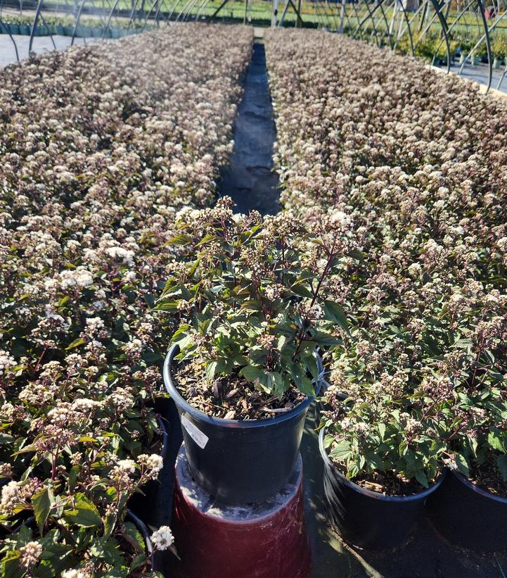 Eupatorium rugosum Chocolate