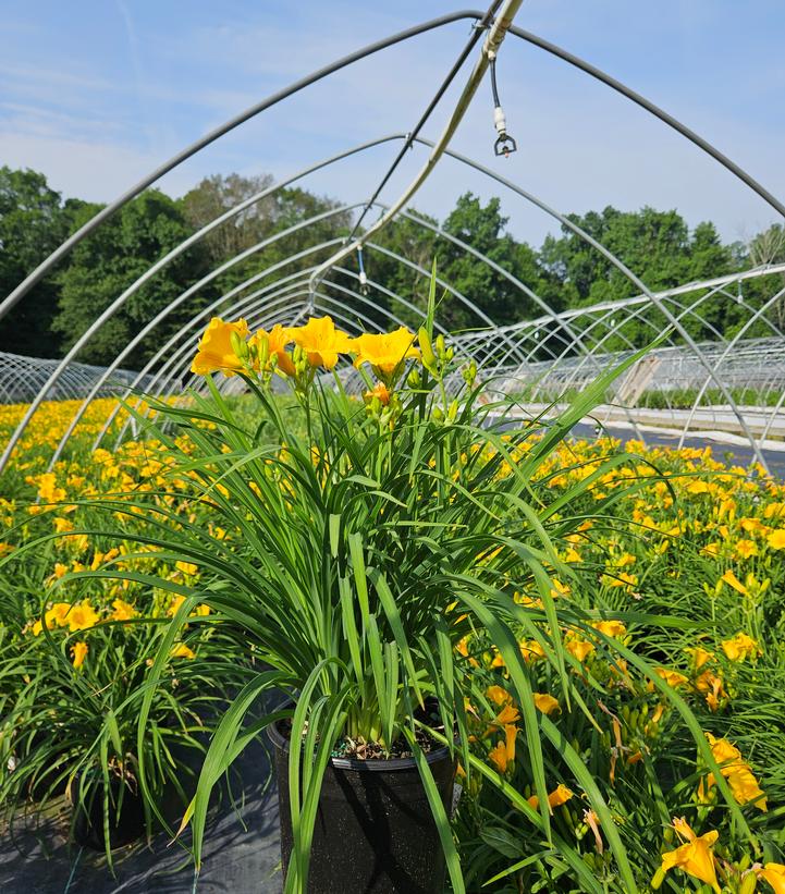 Hemerocallis Stella d'Oro