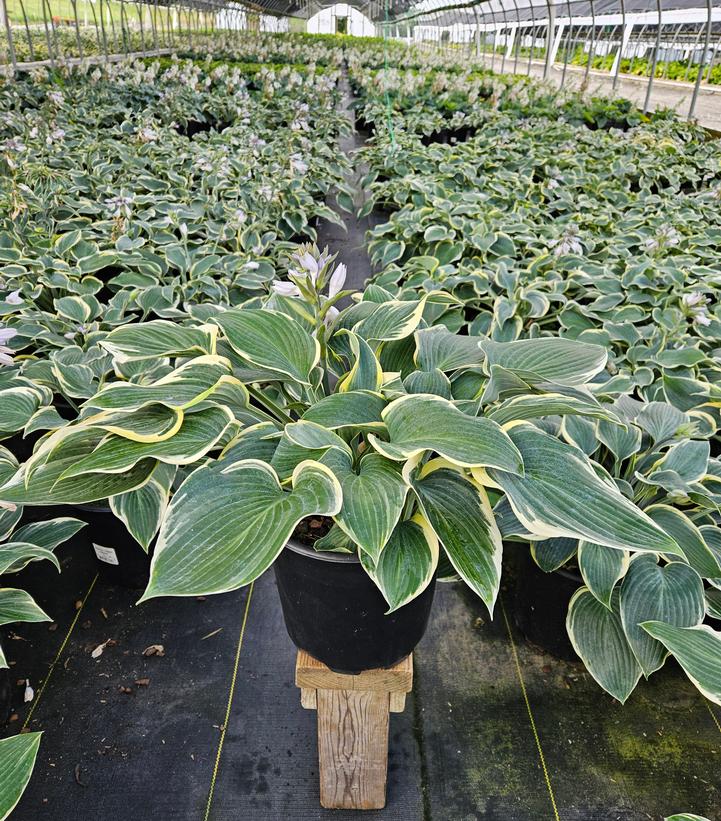 Hosta 'First Frost'