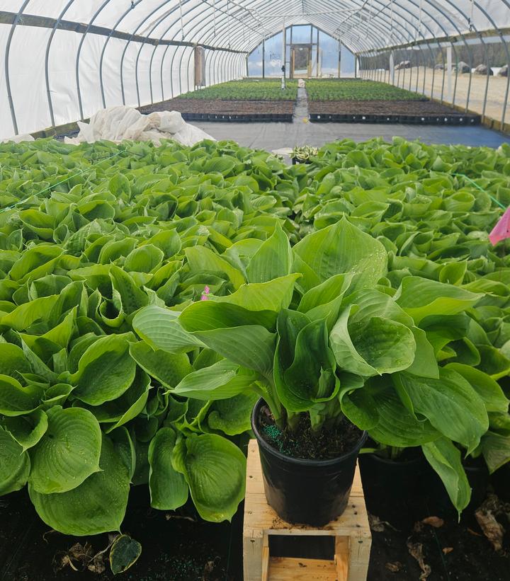 Hosta x 'Sum & Substance'