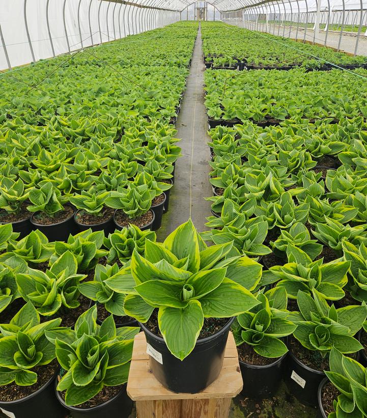 Hosta fortunei 'Aureomarginata'